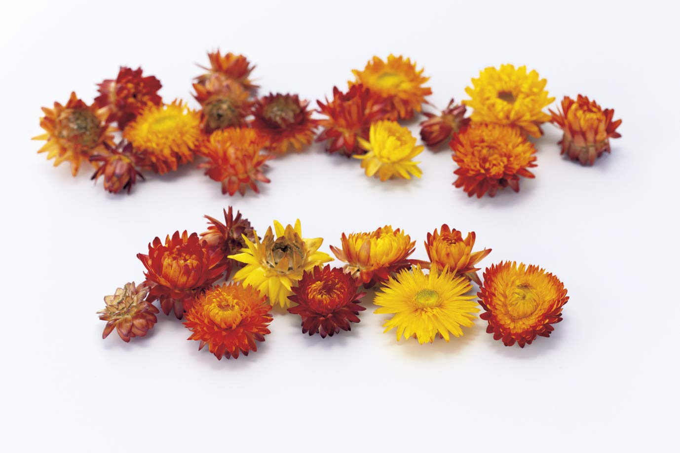 Amazon.co.jp: 大地農園 ドライフラワー オレンジ 2~5cm ヘリクリサム